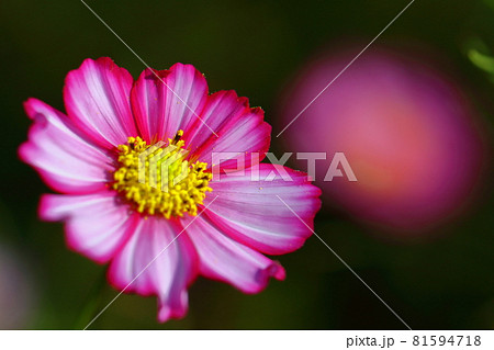 秋風に揺れて咲く 81594718