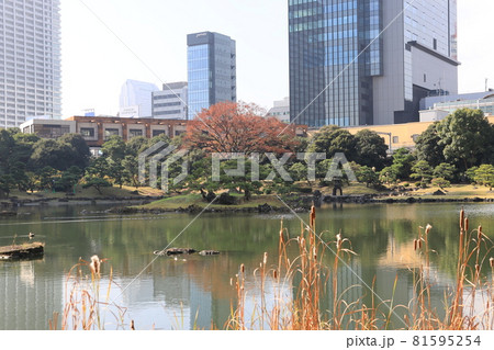 東京都港区芝離宮庭園の秋の風景 81595254