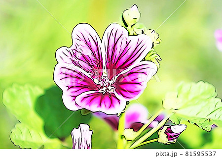 パステル調 ””コモンマロウ” ハーブ” イラストイメージ パステル調 ””コモンマロウ” ハーブ” イラストイメージ 81595537