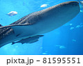 ちゅらうみ水族館で泳ぐジンベイザメとコバンザメ 81595551