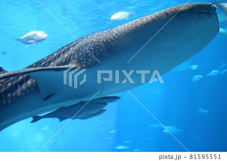 ちゅらうみ水族館で泳ぐジンベイザメとコバンザメ ちゅらうみ水族館で泳ぐジンベイザメとコバンザメ 81595551