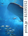 ちゅらうみ水族館で泳ぐジンベイザメ 81595552