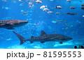 ちゅらうみ水族館で泳ぐジンベイザメ 81595553