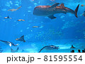 ちゅらうみ水族館で泳ぐジンベイザメ 81595554