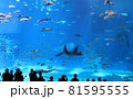 ちゅらうみ水族館で泳ぐエイ 81595555