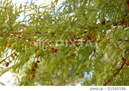 Leaves of a Tomarindo tree with some fruits 81595586