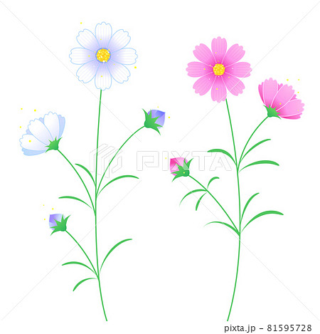 秋の花、白とピンクのコスモス 秋の花、白とピンクのコスモス 81595728