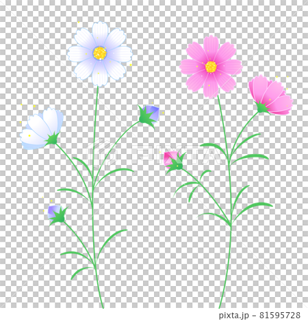 秋の花、白とピンクのコスモス 秋の花、白とピンクのコスモス 81595728