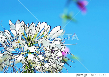 パステル調 ”クレオメの花” イラストイメージ パステル調 ”クレオメの花” イラストイメージ 81595936