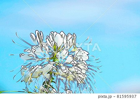 パステル調　”クレオメの花”　イラストイメージ 81595937