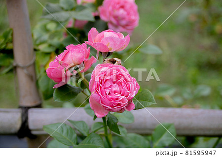 自然の中のバラ 81595947