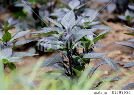 トウガラシの苗  81595956