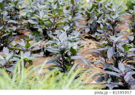 トウガラシの苗  81595957