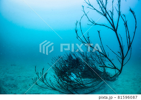 イカの産卵 81596087