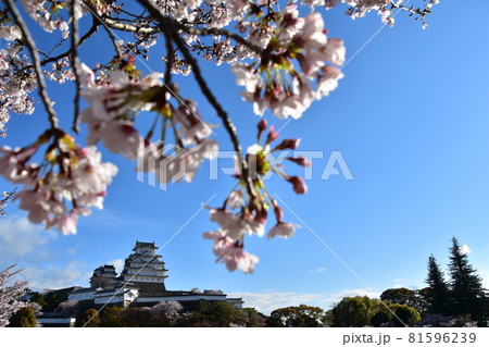 日本の兵庫県の姫路市 世界遺産で国宝でもある姫路城 春の桜と青空と立派な天守閣 日本の兵庫県の姫路市 世界遺産で国宝でもある姫路城 春の桜と青空と立派な天守閣 81596239