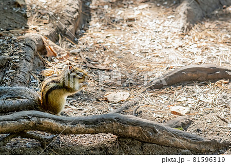brown Siberian chipmunk with black stripes 81596319