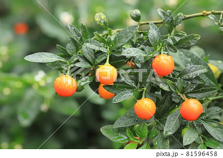 雨の日の色鮮やかな冬珊瑚（フユサンゴ）の実 81596458