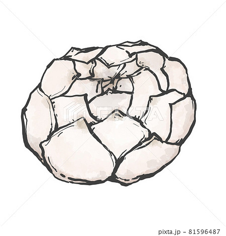 ゆり根の和風手描きイラスト ゆり根の和風手描きイラスト 81596487