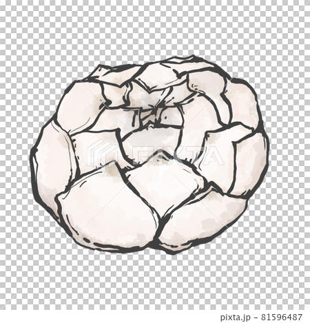 日式百合根手繪插畫 日式百合根手繪插畫 81596487