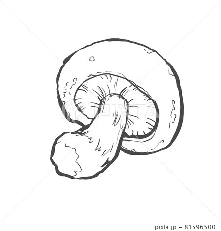 シイタケの和風手描き線画イラスト シイタケの和風手描き線画イラスト 81596500