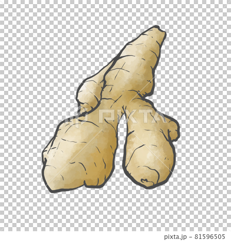 薑的日式手繪插畫 81596505