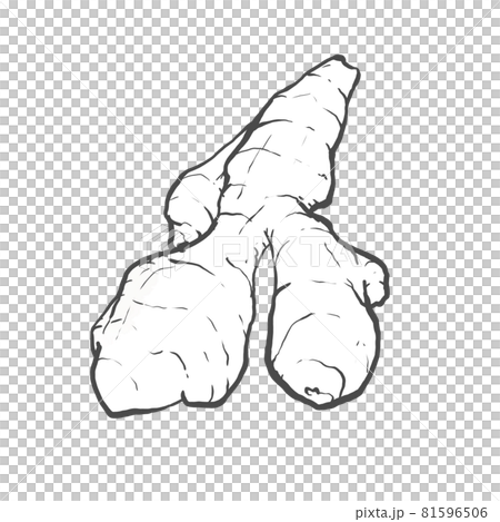 Japanese style hand-drawn line drawing illustration of ginger Japanese style hand-drawn line drawing illustration of ginger 81596506