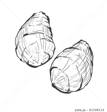 里芋の和風手描き線画イラストのイラスト素材
