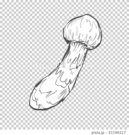 松茸蘑菇的日式手繪線描插圖 松茸蘑菇的日式手繪線描插圖 81596527