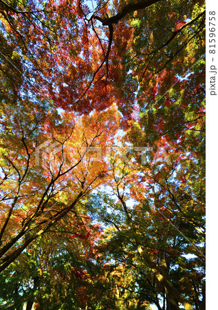 一度はくぐってみたい紅葉の絶景トンネル 一度はくぐってみたい紅葉の絶景トンネル 81596758