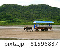 沖縄県の黒島の水牛車 81596837
