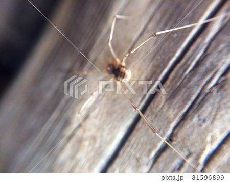 Daddy long legs spider sitting on the wooden floor Daddy long legs spider sitting on the wooden floor 81596899