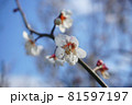 梅の花。 梅の花。 81597197