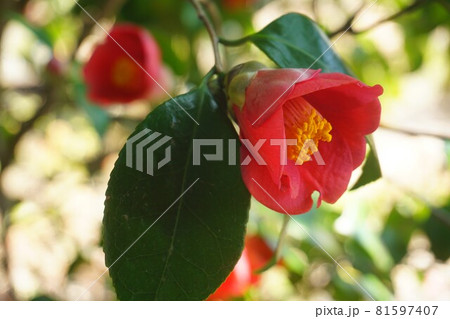 ヤブツバキの花のアップ。 ヤブツバキの花のアップ。 81597407