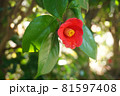 ヤブツバキ。 ヤブツバキ。 81597408