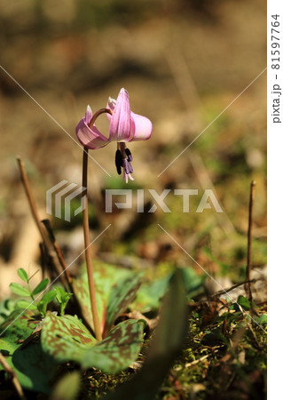 カタクリの花 81597764