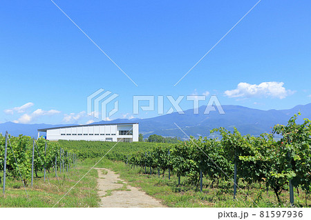 8月末の椀子ワイナリー 8月末の椀子ワイナリー 81597936
