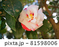 夕日を浴びる紅白の椿。 夕日を浴びる紅白の椿。 81598006