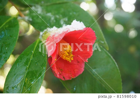 雪椿。 雪椿。 81598010