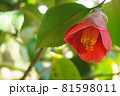 下を向くヤブツバキの花。 下を向くヤブツバキの花。 81598011
