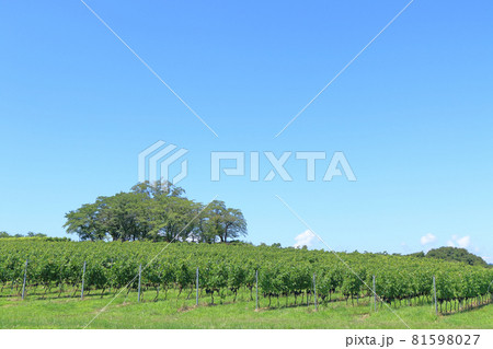 8月末の椀子ヴィンヤード 81598027