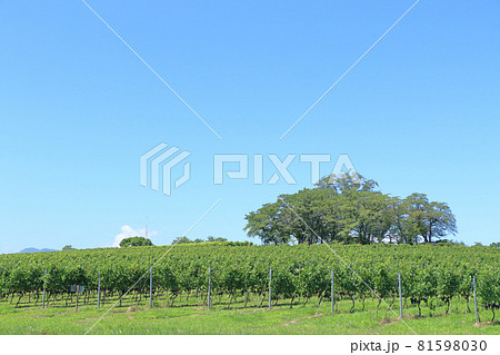 8月末の椀子ヴィンヤード 8月末の椀子ヴィンヤード 81598030