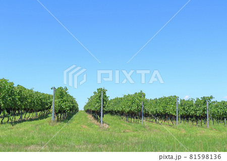 8月末の椀子ヴィンヤード 81598136