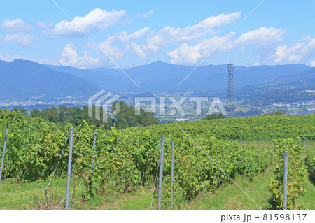 8月末の椀子ヴィンヤード 81598137