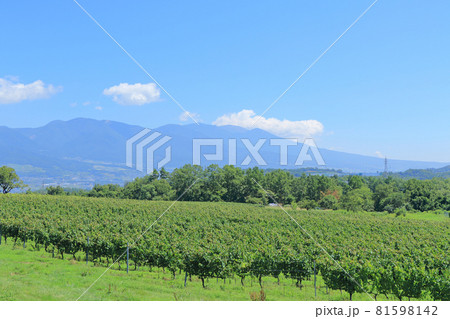 8月末の椀子ヴィンヤード 81598142