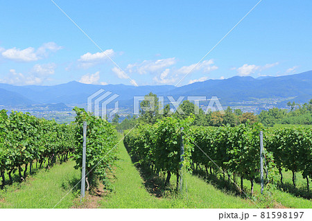 8月末の椀子ヴィンヤード 81598197