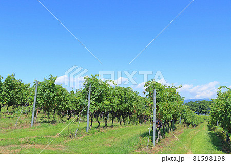 8月末の椀子ヴィンヤード 8月末の椀子ヴィンヤード 81598198