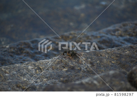 海の中に入っていく船を留めるロープ 海の中に入っていく船を留めるロープ 81598297