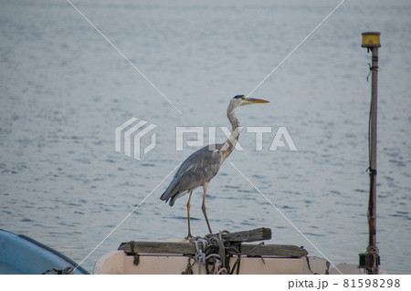漁船の上で一休みするアオサギのアップ 81598298