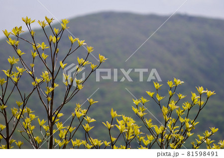 コピースペース　若葉 81598491