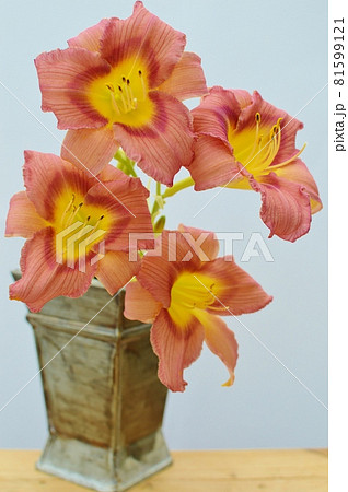 赤茶色のヘメロカリスの花とブリキの花瓶　 81599121